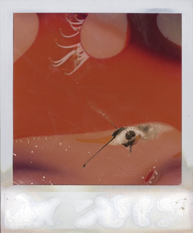 07pola2011web